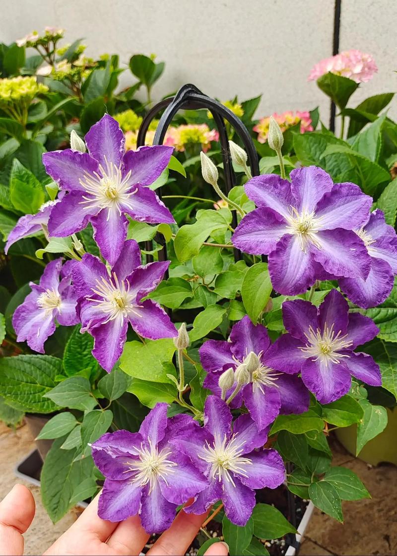 哪些铁线莲品种花期超长?-图1 哪些铁线莲品种花期超长?-图1