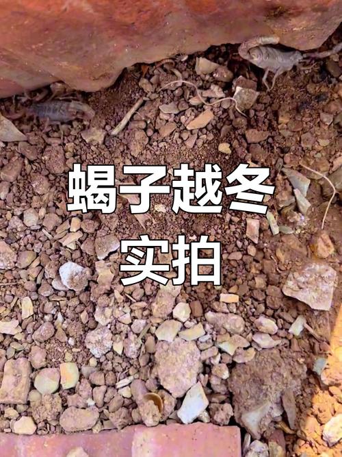蝎子无冬眠养殖技术书,如何实现全年高效养殖?-图2 蝎子无冬眠养殖技术书,如何实现全年高效养殖?-图2