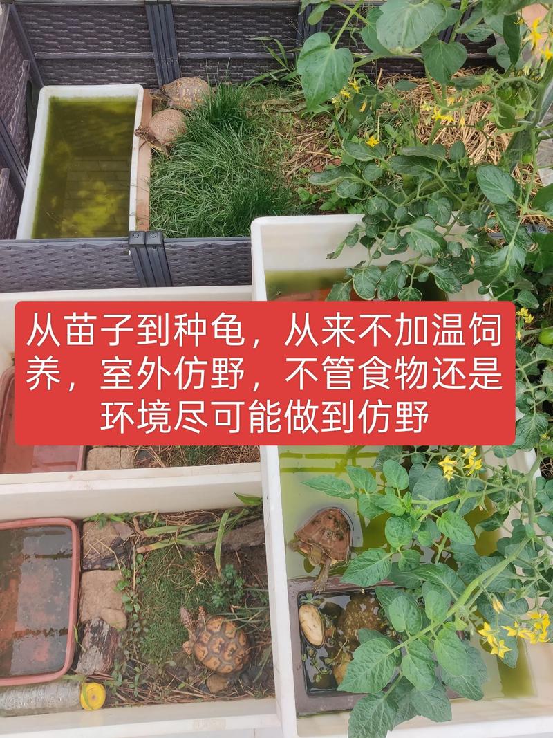 2025安南龟苗价格会涨还是跌？-图2