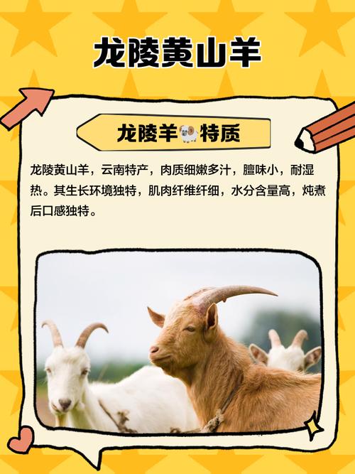 龙陵黄山羊养殖技术要点有哪些？-图1