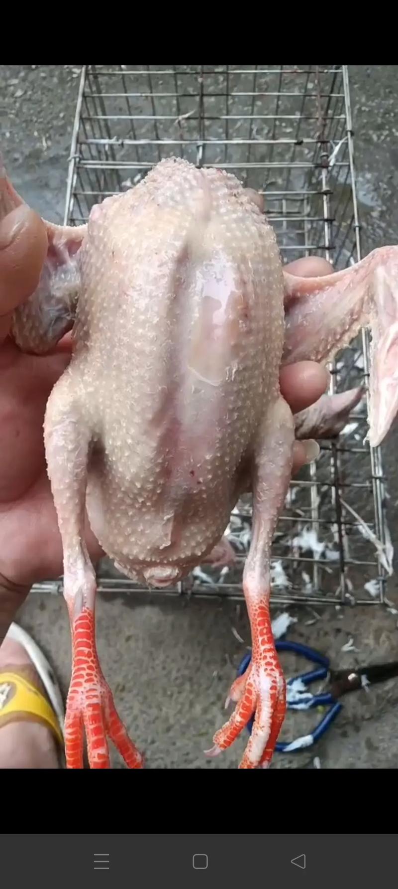 农村散养鸽子技术视频，怎么养才高效？-图3