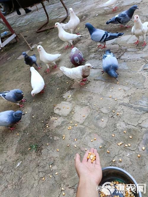 农村散养鸽子技术视频，怎么养才高效？-图1