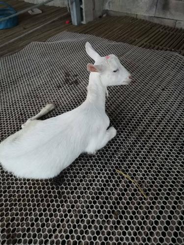 2025萨能奶山羊价格会涨还是跌？-图1