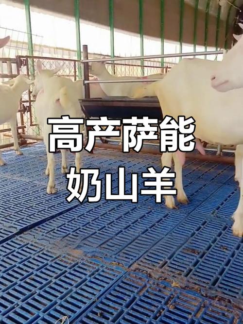 2025萨能奶山羊价格会涨还是跌？-图2