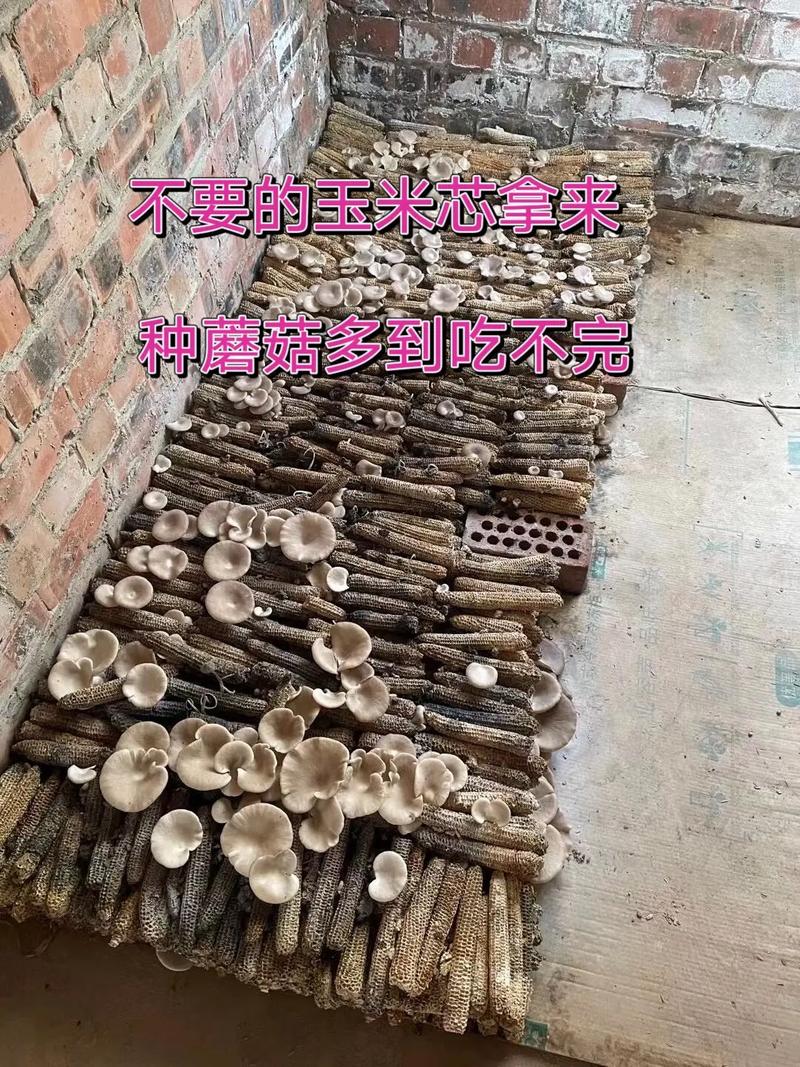 蘑菇种植技术好掌握吗？利润真有想象中高吗？-图2