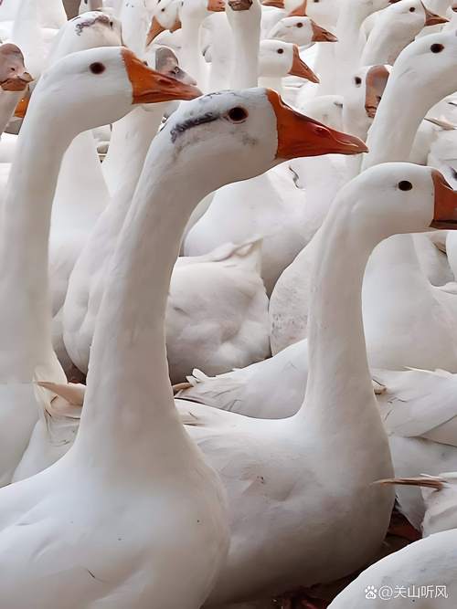 鹅的品种里，哪些颜值能打？-图2