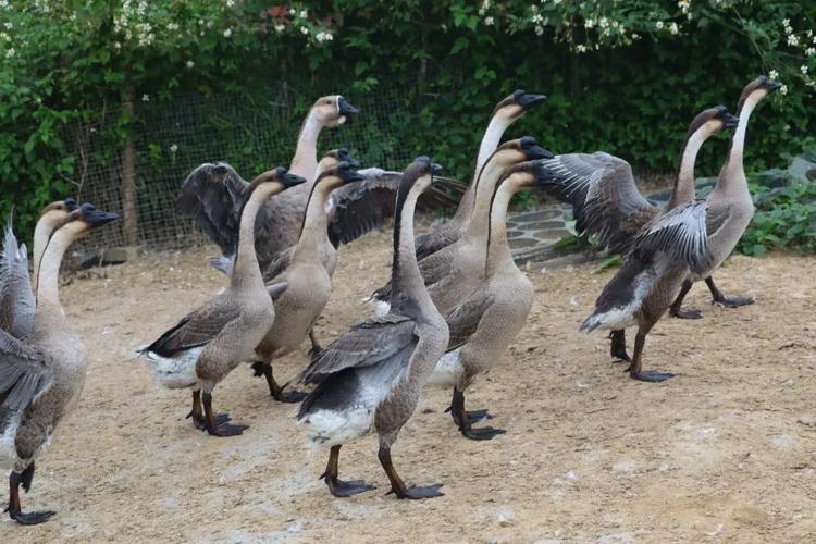 鹅的品种里，哪些颜值能打？-图3