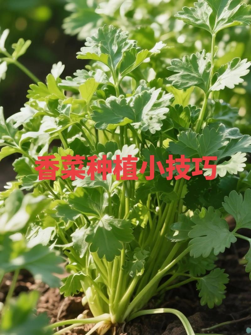 温室冬季香菜咋种好？-图2