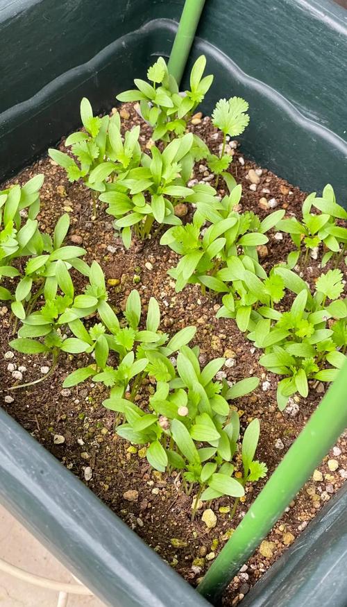 温室冬季香菜咋种好？-图3