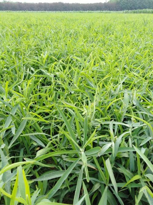 北柴胡种植技术视频有哪些要点？-图2