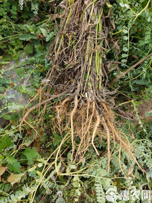 北柴胡种植技术视频有哪些要点？-图3