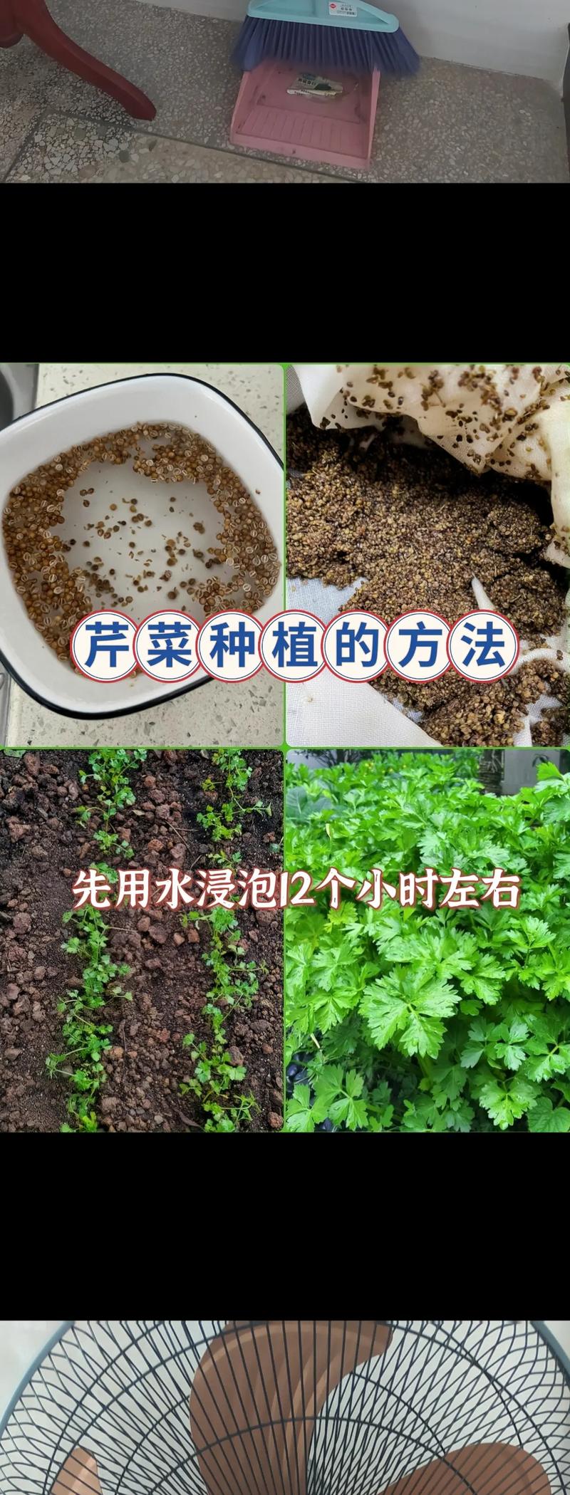 冬季芹菜如何实现高产栽培？-图1