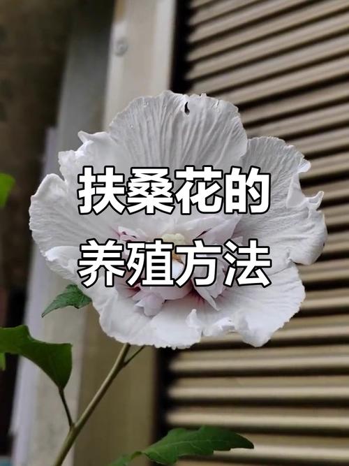 扶桑花修剪方法与技术有哪些要点？-图3