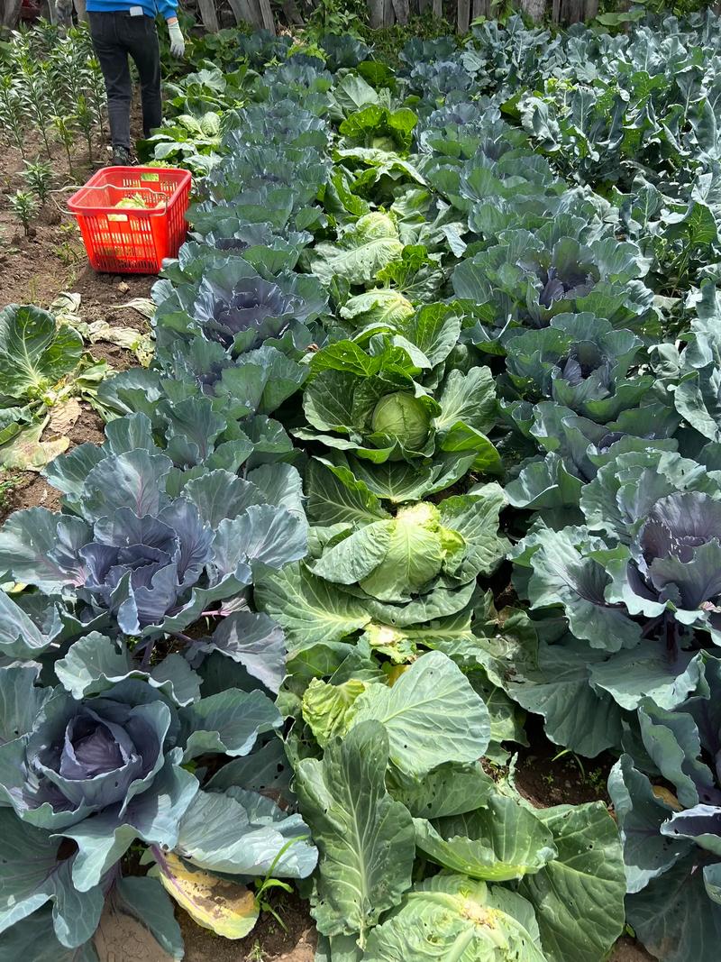 西兰花2025年价格会涨还是跌？-图2