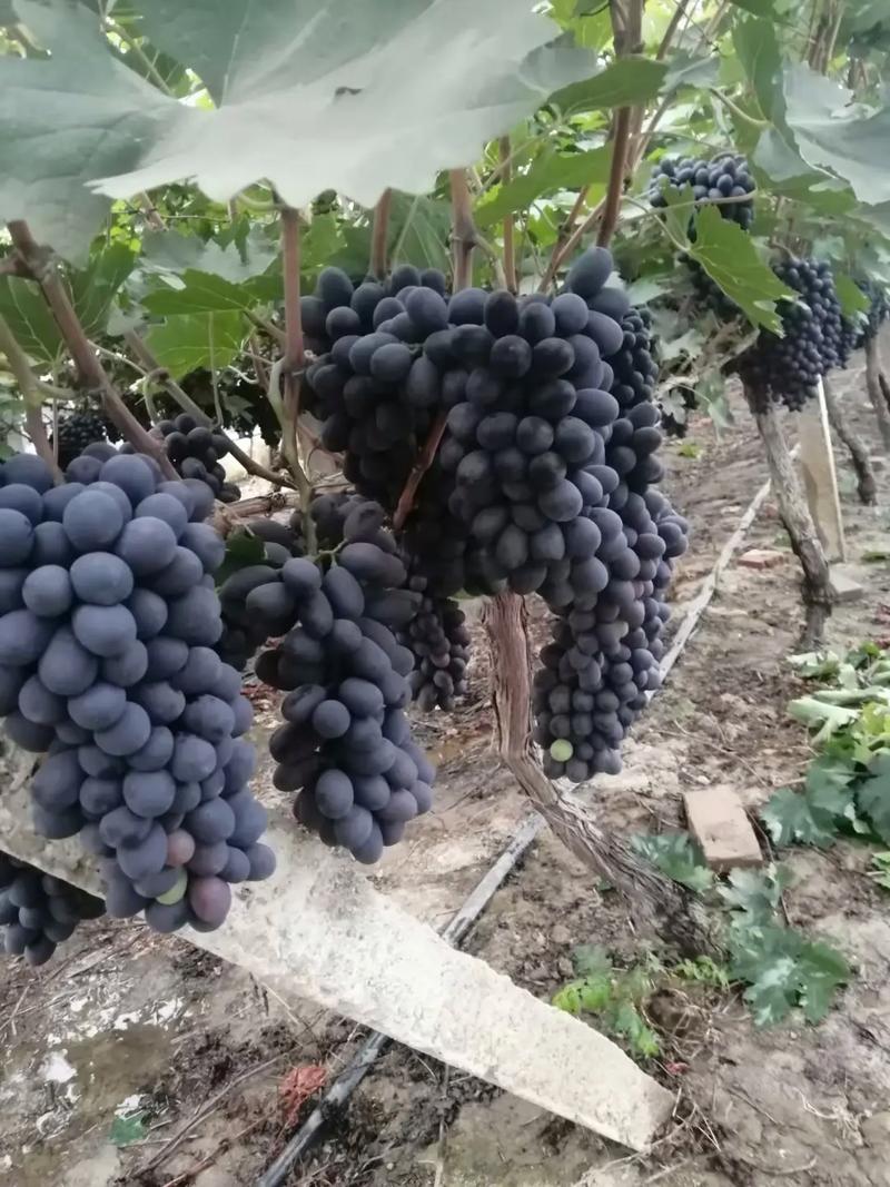 无籽葡萄是什么品种？-图3