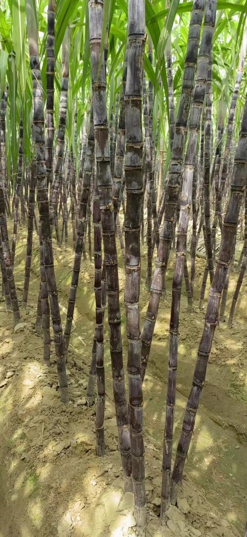 广西高糖蔗常见品种有哪些?-图1 广西高糖蔗常见品种有哪些?-图1