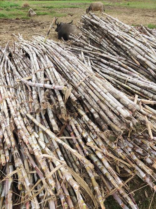 广西高糖蔗常见品种有哪些?-图2 广西高糖蔗常见品种有哪些?-图2