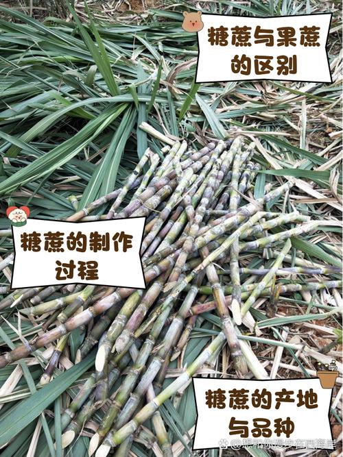 广西高糖蔗常见品种有哪些?-图3 广西高糖蔗常见品种有哪些?-图3