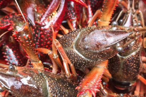 湖北小龙虾批发价今日行情如何？-图2