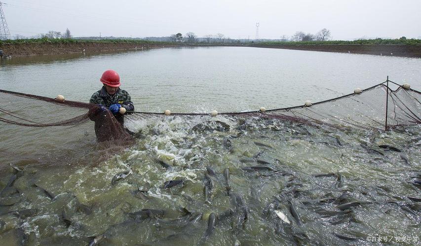 草鱼养殖新技术视频有哪些关键点？-图1