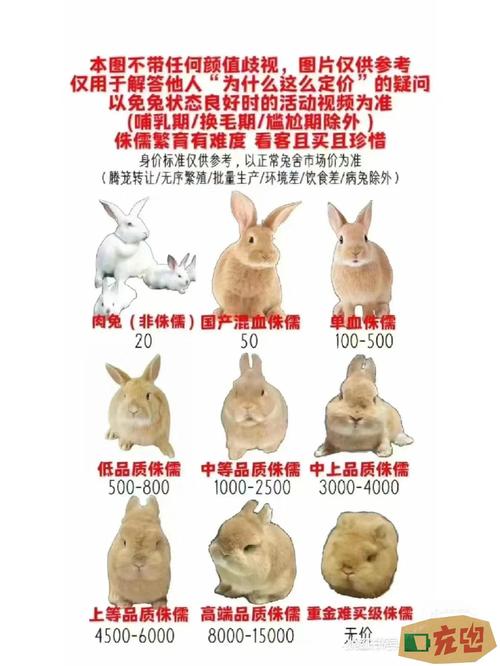 产肉量最高的兔子品种是哪一种？-图2