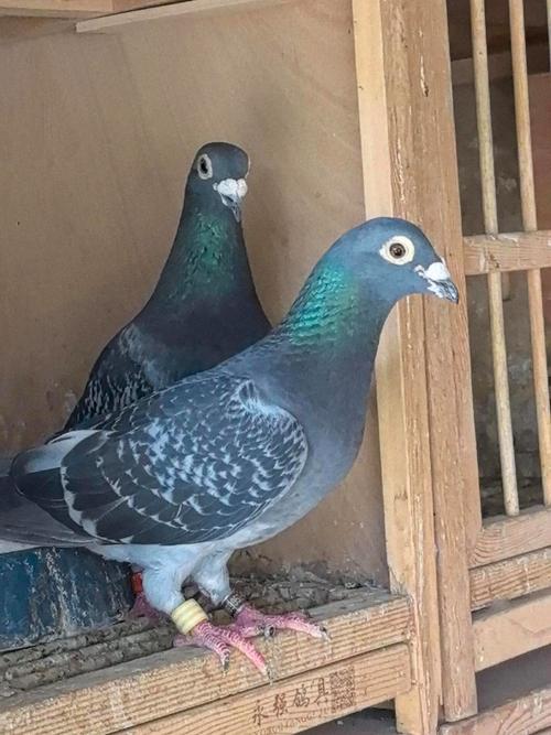 什么品种肉鸽繁殖力强？-图1