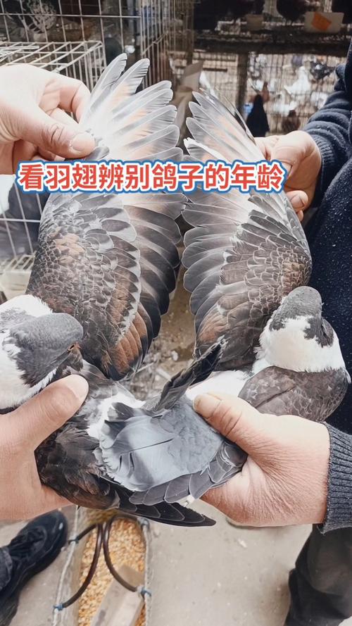 什么品种肉鸽繁殖力强？-图3
