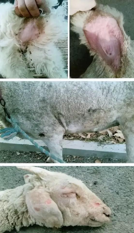 本地养羊如何有效预防疾病?-图1 本地养羊如何有效预防疾病?-图1