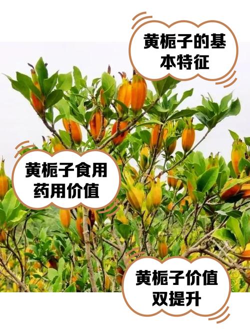 栀子花品种能吃吗?-图1 栀子花品种能吃吗?-图1