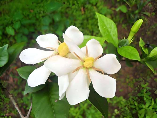 栀子花品种能吃吗?-图2 栀子花品种能吃吗?-图2