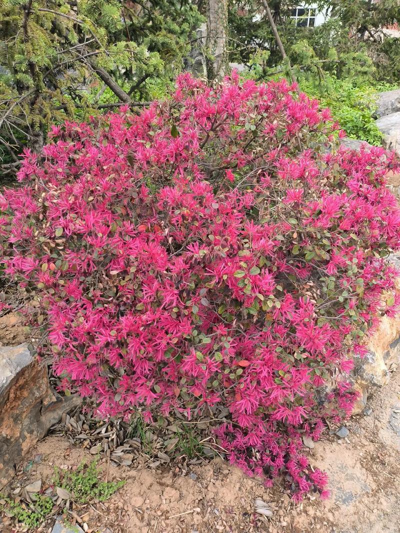 红花继木哪个品种更优质？-图1