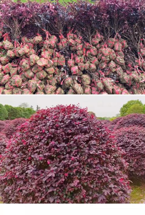 红花继木哪个品种更优质？-图3