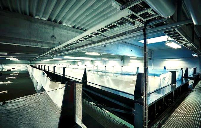 室内养河虾，设备技术如何搭配？-图1