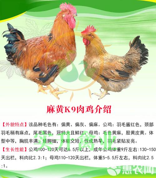 河北今日肉鸡鸡苗价格咋样？-图2