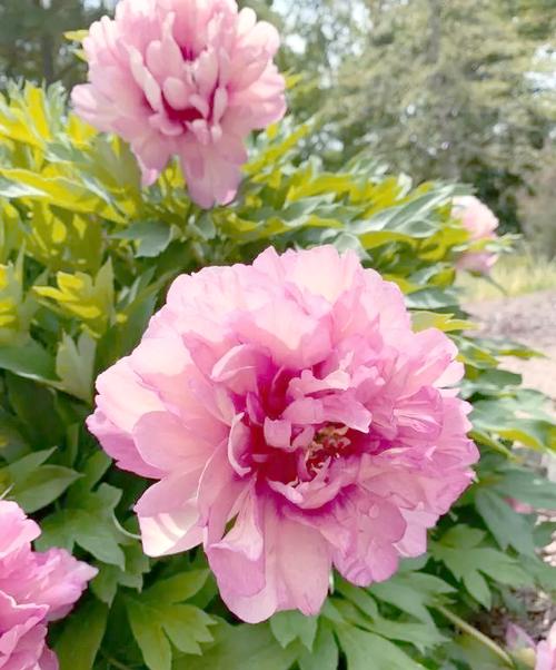 芍药有哪些常见品种？-图3