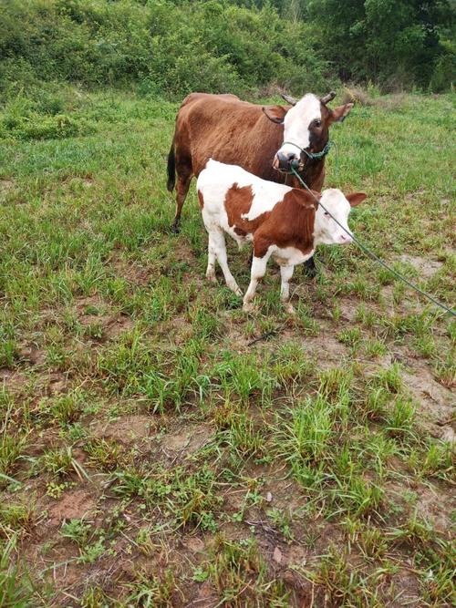 江西养的是什么品种的牛？-图2