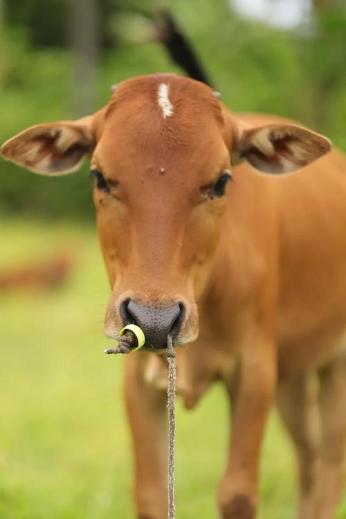 江西养的是什么品种的牛?-图1 江西养的是什么品种的牛?-图1