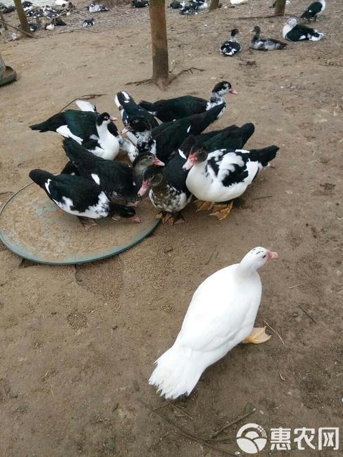 2025年鸳鸯鸭价格会涨还是跌？-图2