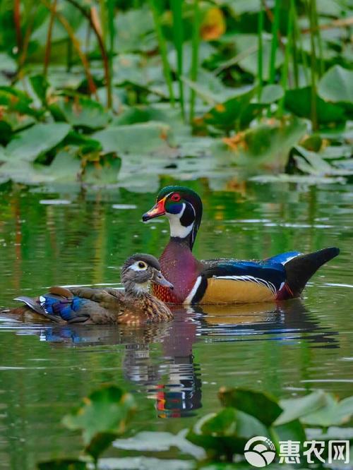 2025年鸳鸯鸭价格会涨还是跌？-图3