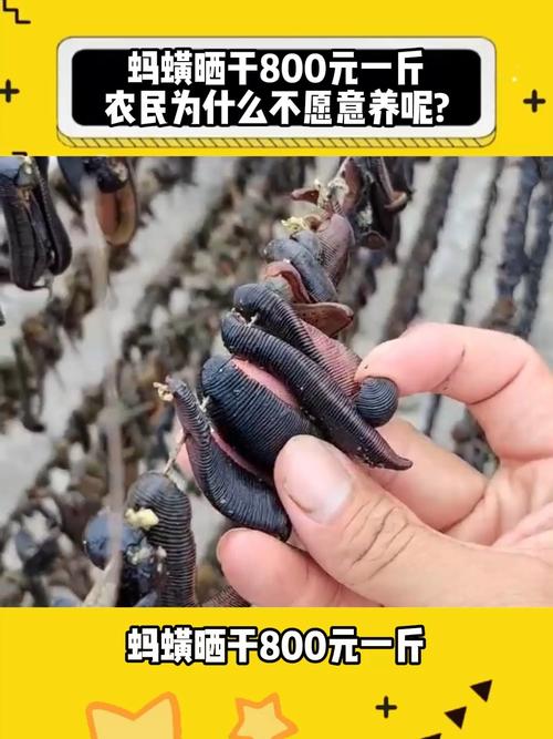 2025年干蚂蝗价格会涨还是跌?-图2 2025年干蚂蝗价格会涨还是跌?-图2