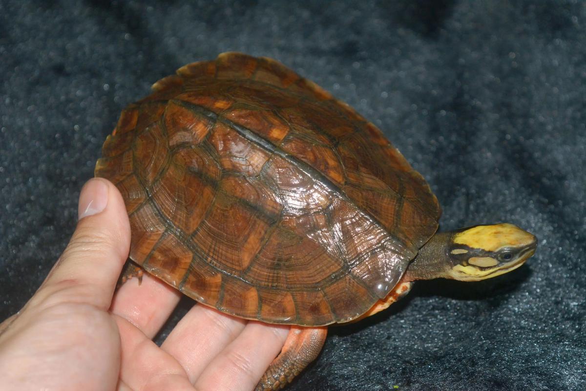 2025金钱龟幼苗价格会涨还是跌？-图3