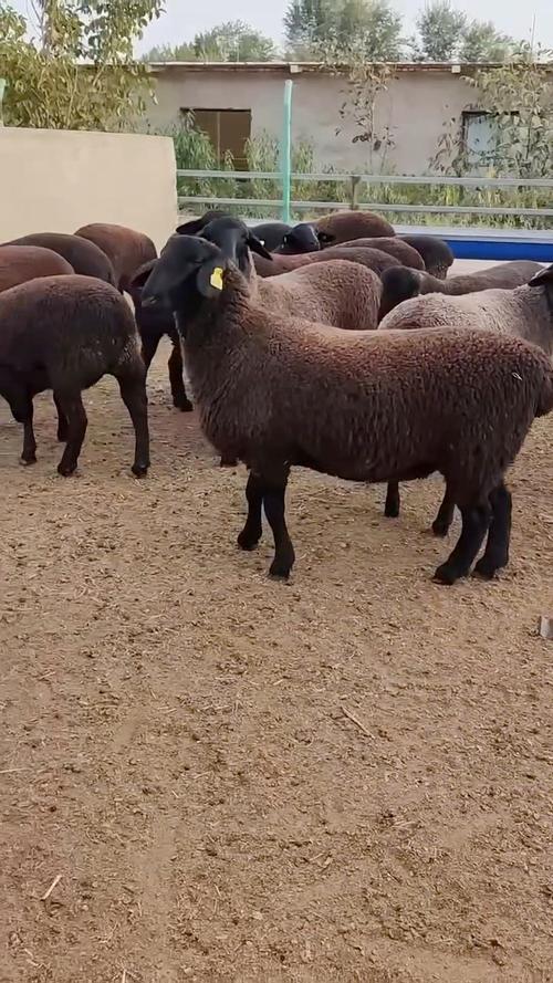 福建养羊,什么品种最合适?-图1 福建养羊,什么品种最合适?-图1