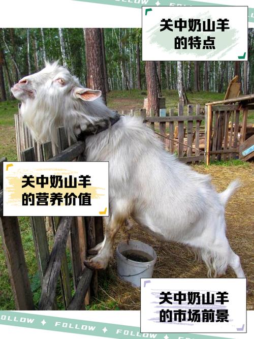 福建养羊,什么品种最合适?-图3 福建养羊,什么品种最合适?-图3