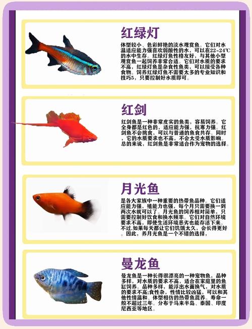 哪些观赏鱼品种最赚钱?-图2 哪些观赏鱼品种最赚钱?-图2