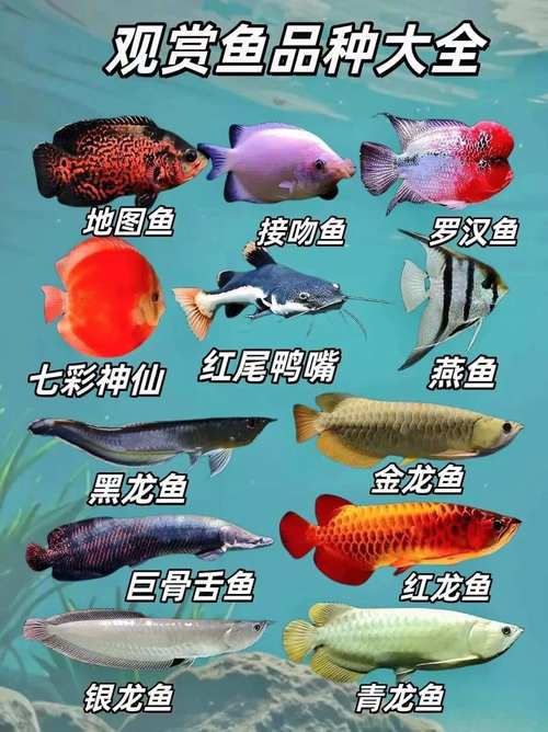 哪些观赏鱼品种最赚钱?-图1 哪些观赏鱼品种最赚钱?-图1