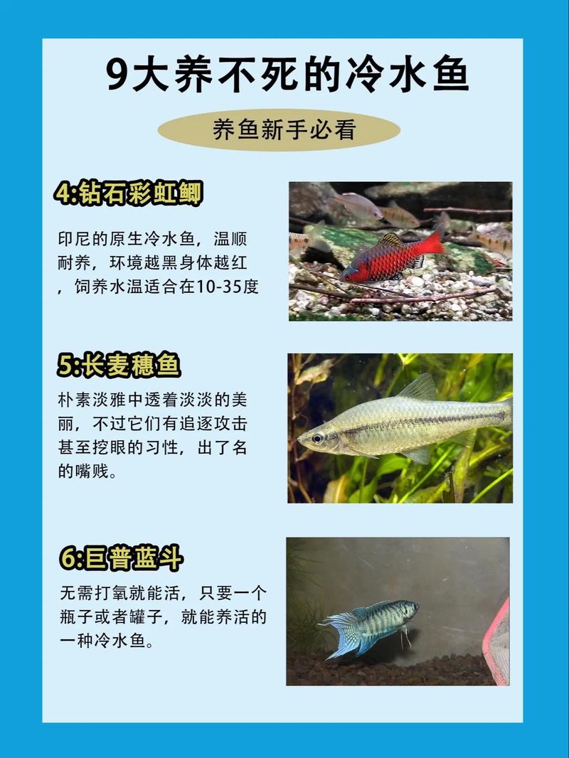 哪些观赏鱼品种最赚钱？-图3