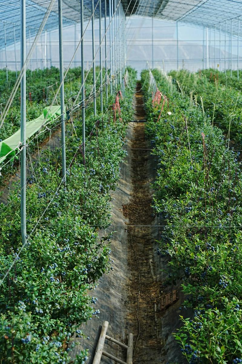 露天蓝梅种植技术有哪些关键点?-图1 露天蓝梅种植技术有哪些关键点?-图1