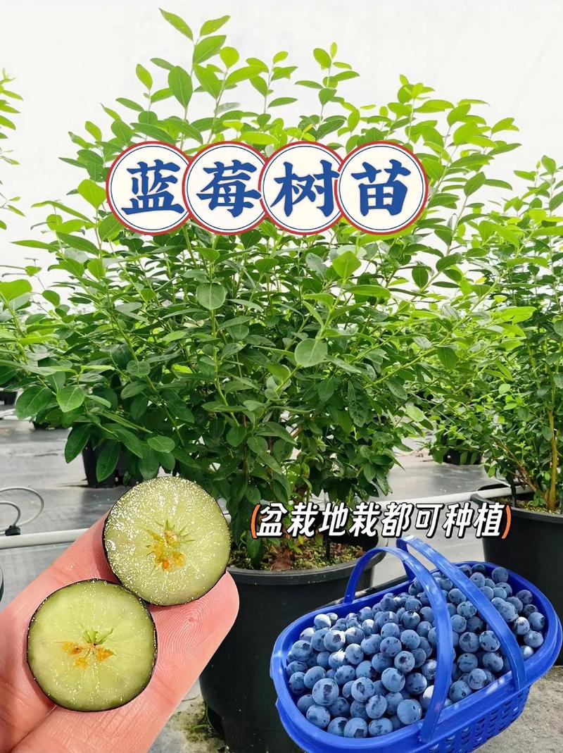 露天蓝梅种植技术有哪些关键点？-图3