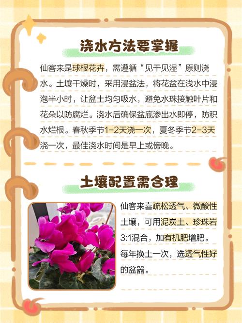 仙客来养殖技术有哪些关键点？-图1