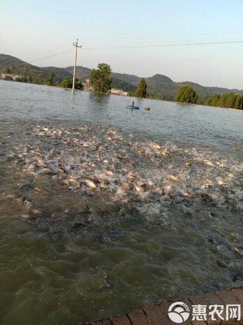 鲤鱼人工繁殖技术关键点有哪些？-图1